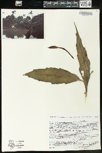 Image of Epiphyllum pumilum