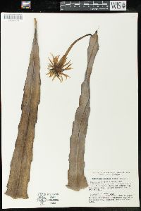 Epiphyllum hookeri subsp. pittieri image