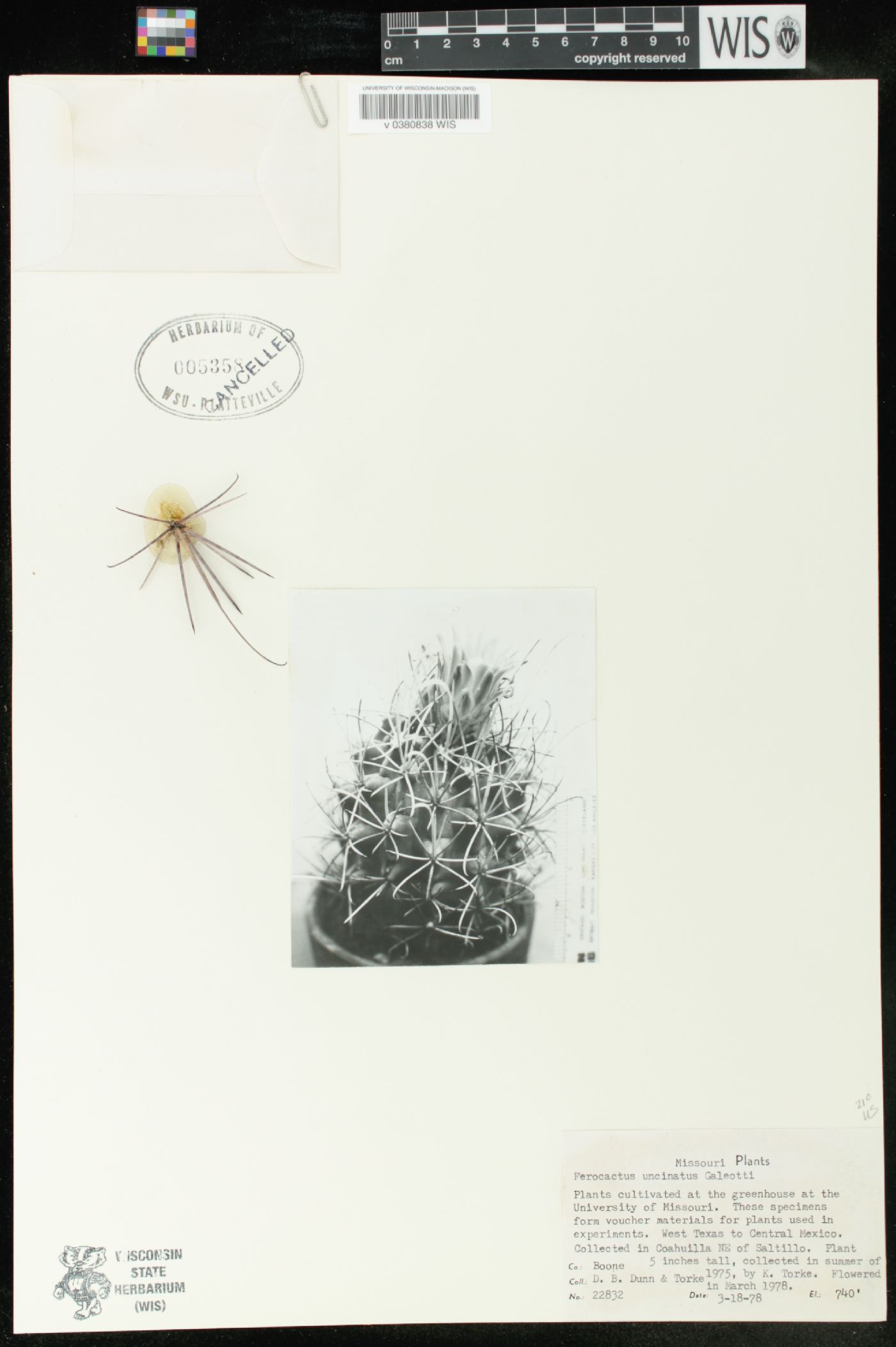 Ferocactus uncinatus image