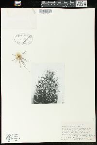 Image of Ferocactus uncinatus