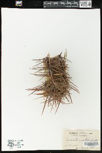 Ferocactus cylindraceus subsp. cylindraceus image