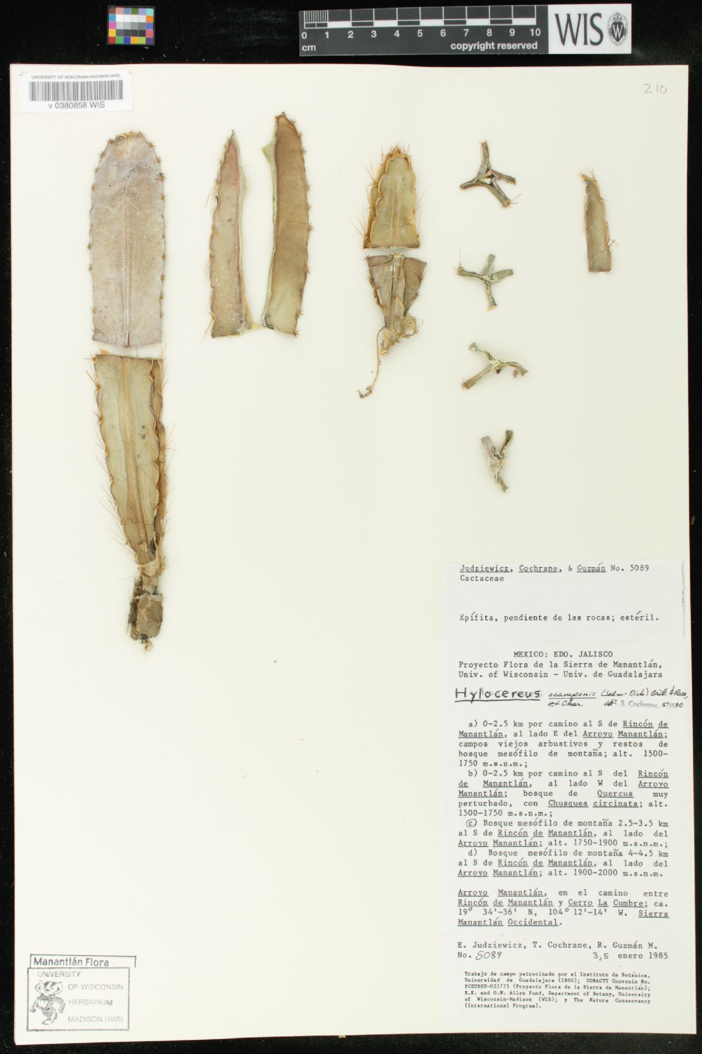 Hylocereus ocamponis image