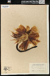 Selenicereus grandiflorus image