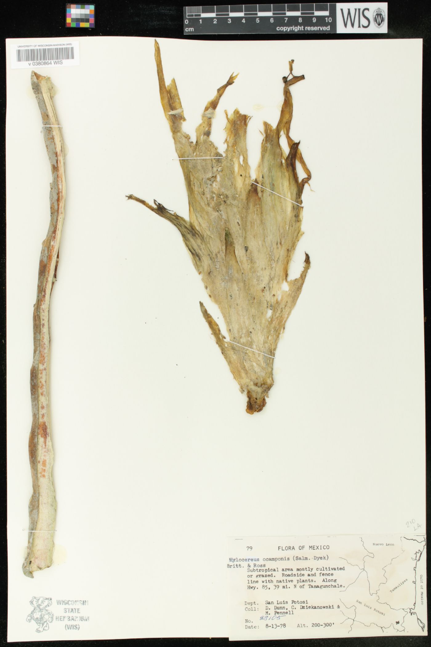 Hylocereus ocamponis image