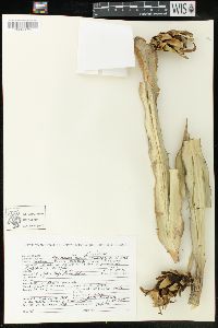 Hylocereus undatus image