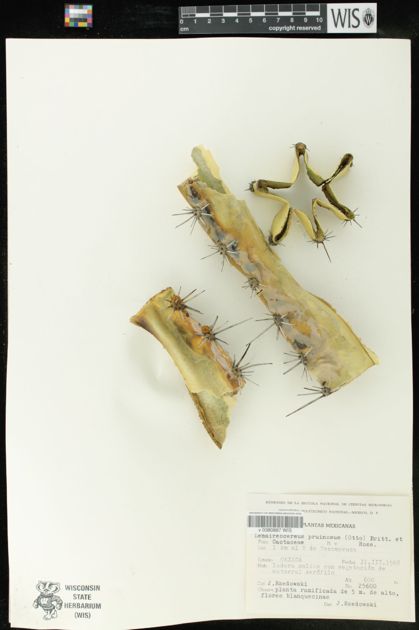 Lemaireocereus pruinosus image