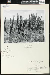Myrtillocactus geometrizans image