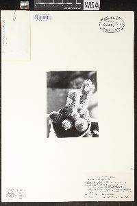 Mammillaria elongata image