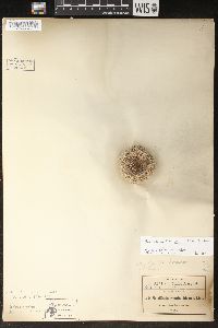 Image of Mammillaria formosa