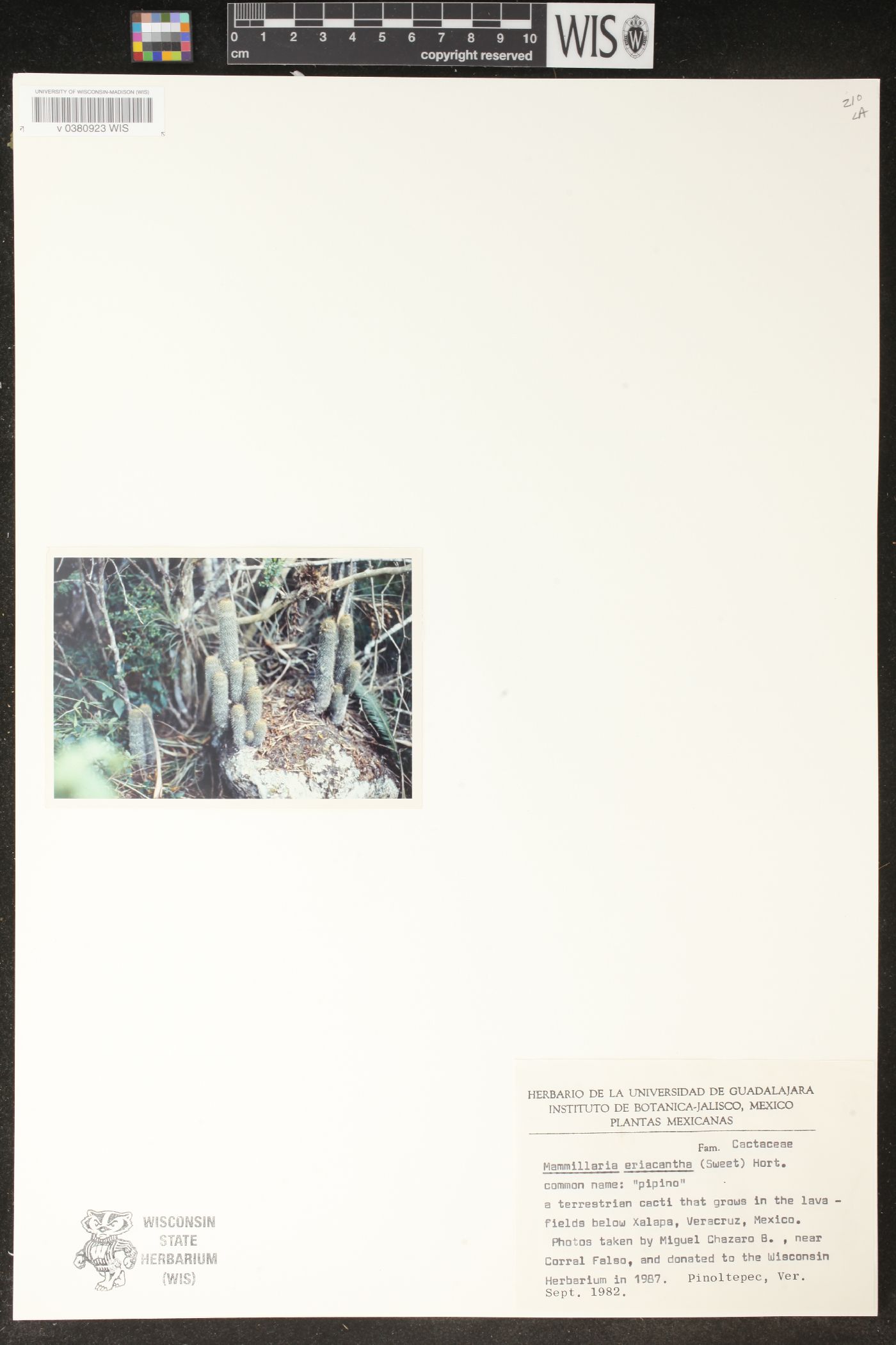 Mammillaria eriacantha image