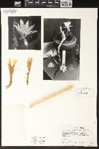 Cereus spegazzinii image