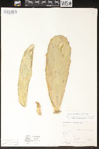 Image of Nopalea cochenillifera