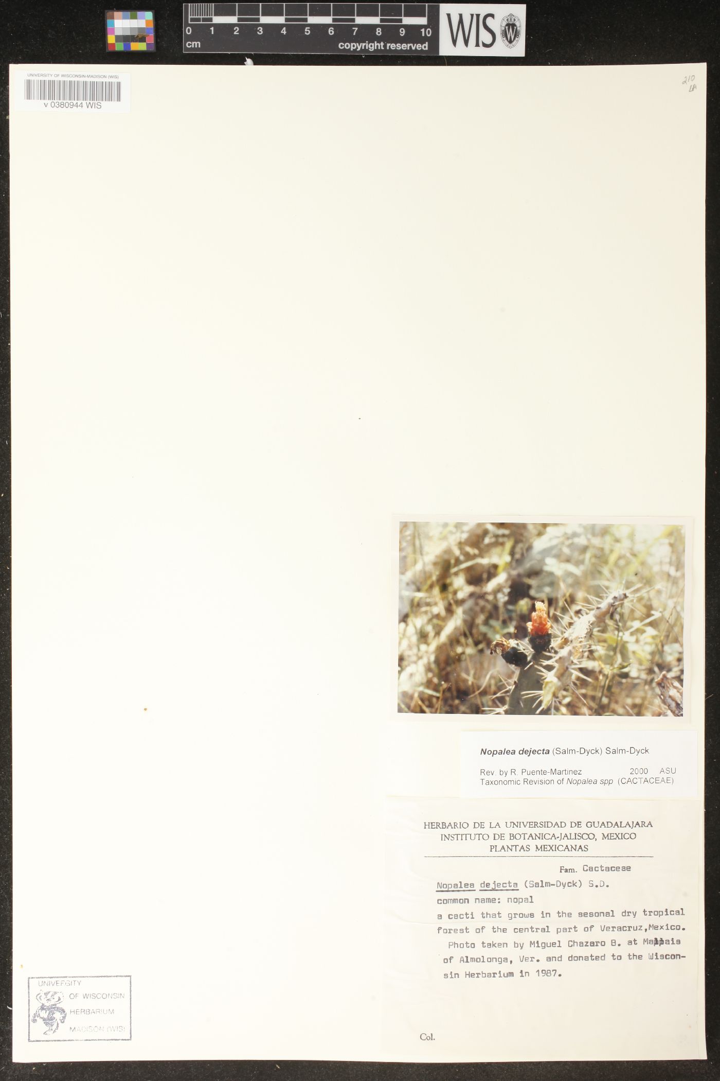 Nopalea dejecta image