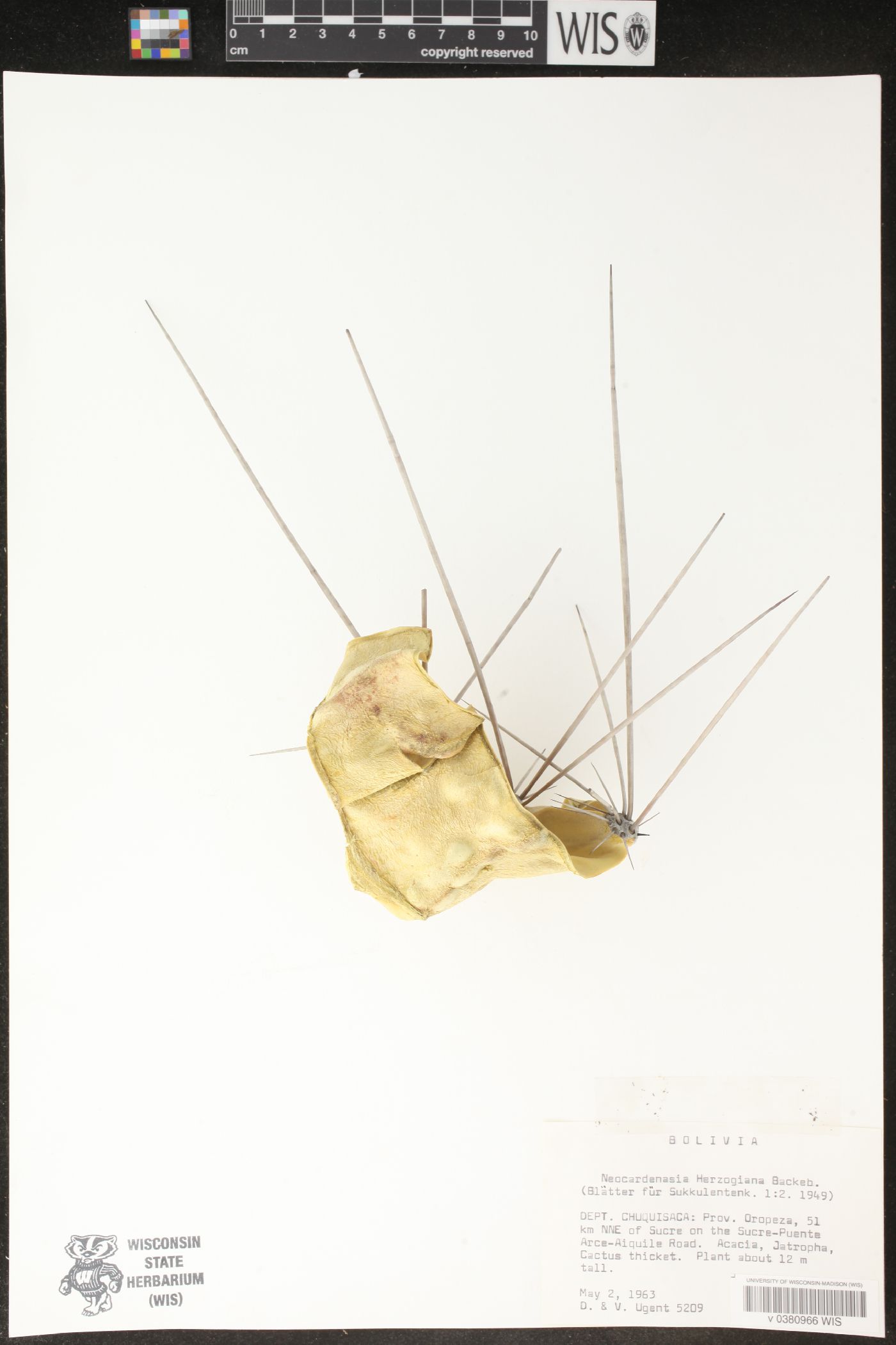 Neocardenasia image