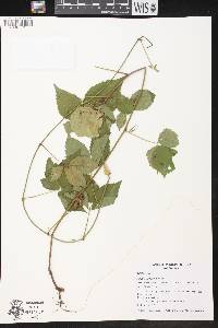 Rubus flagellaris image