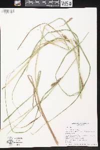 Carex atherodes image