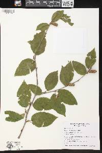 Betula alleghaniensis image