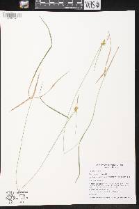 Carex cryptolepis image