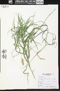 Carex muskingumensis image