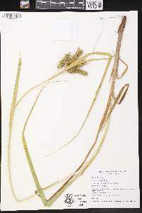 Carex comosa image