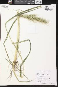 Echinochloa walteri image