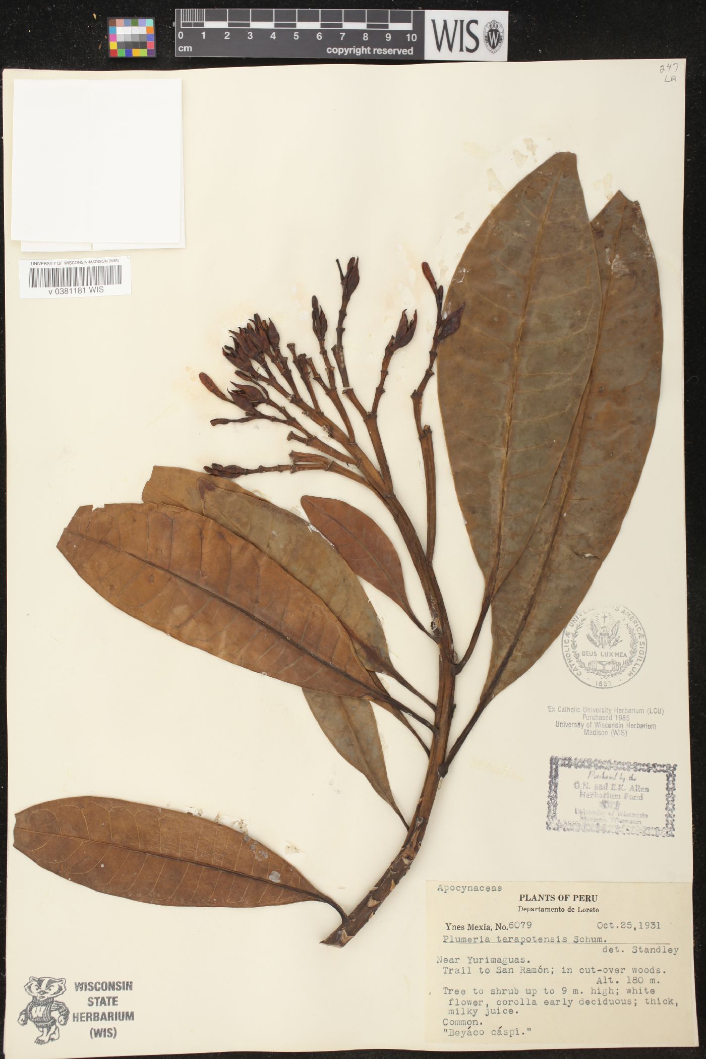 Himatanthus tarapotensis image
