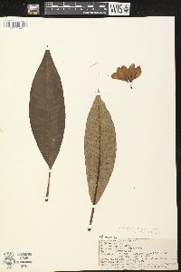 Plumeria acutifolia image