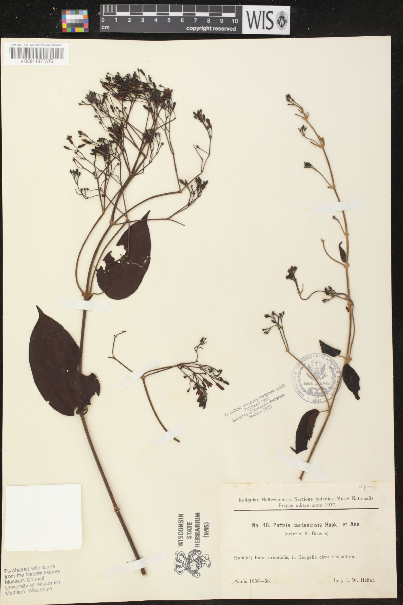 Pottsia cantonensis image