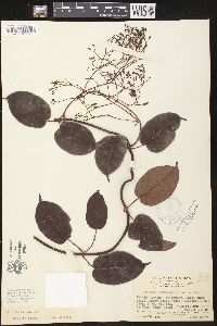 Pottsia laxiflora image