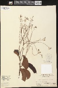 Pottsia laxiflora image