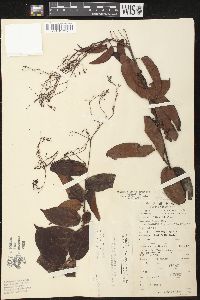 Pottsia laxiflora image