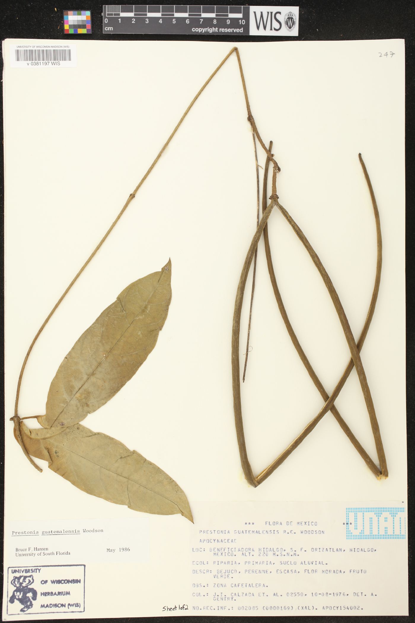 Prestonia guatemalensis image