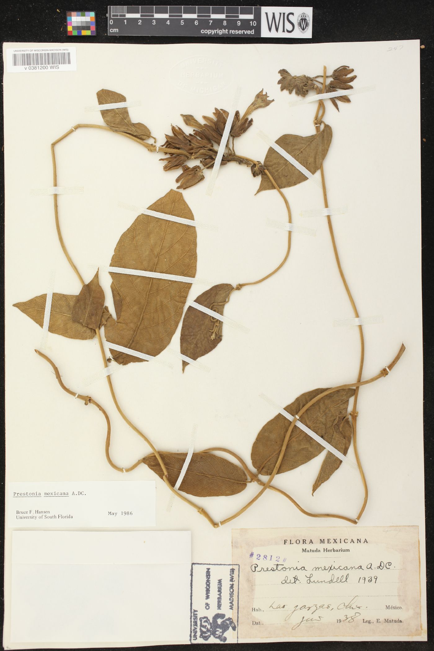 Prestonia mexicana image
