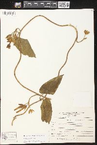 Prestonia mollis image