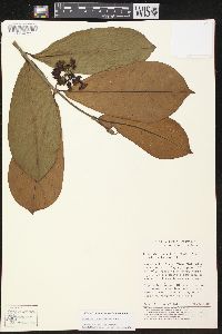 Image of Prestonia plumierifolia