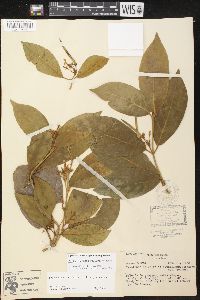 Image of Prestonia solanifolia