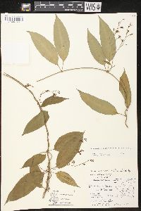 Echites woodsoniana image