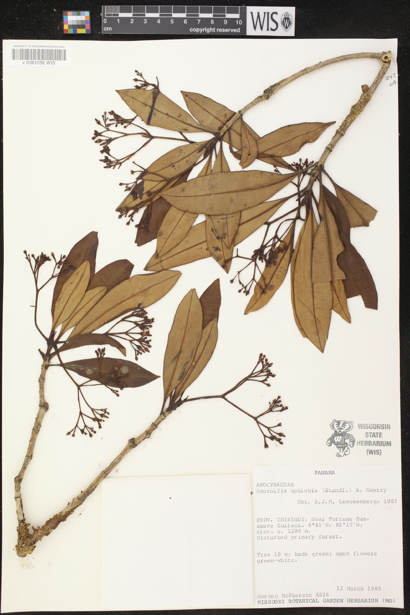 Rauvolfia aphlebia image