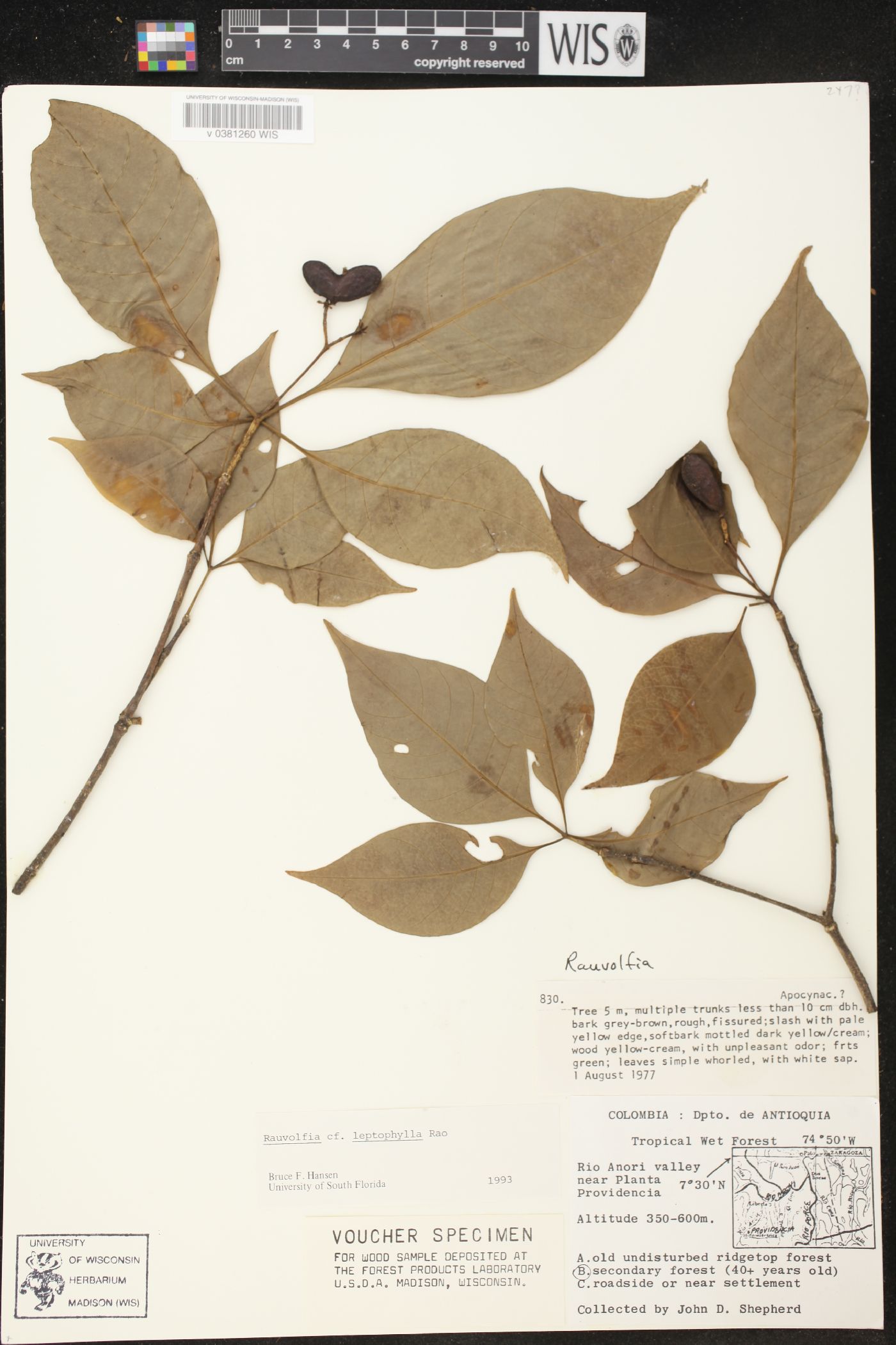 Rauvolfia leptophylla image