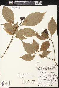 Image of Rauvolfia leptophylla