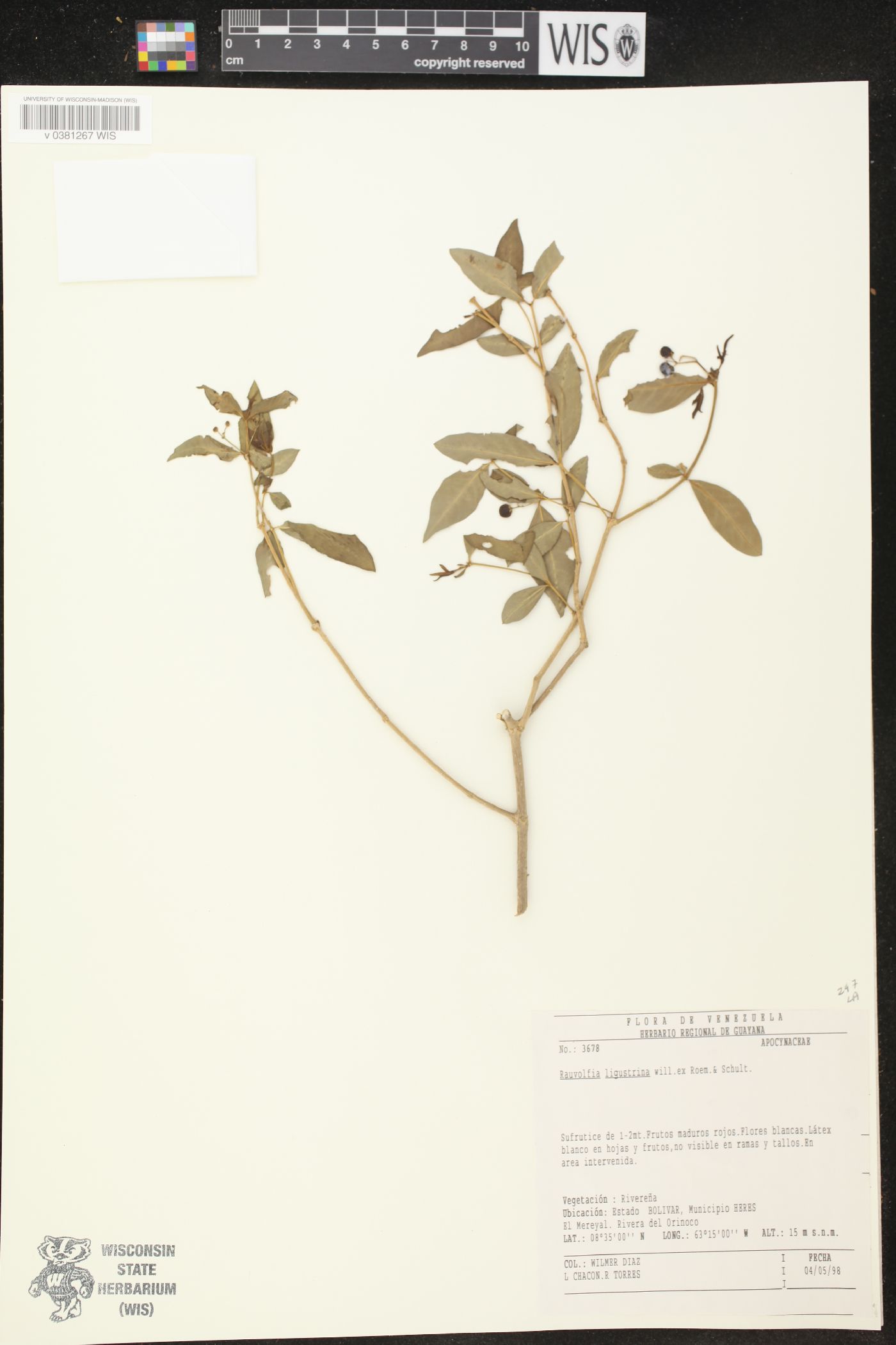 Rauvolfia ligustrina image