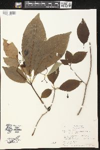 Image of Rauvolfia macrantha