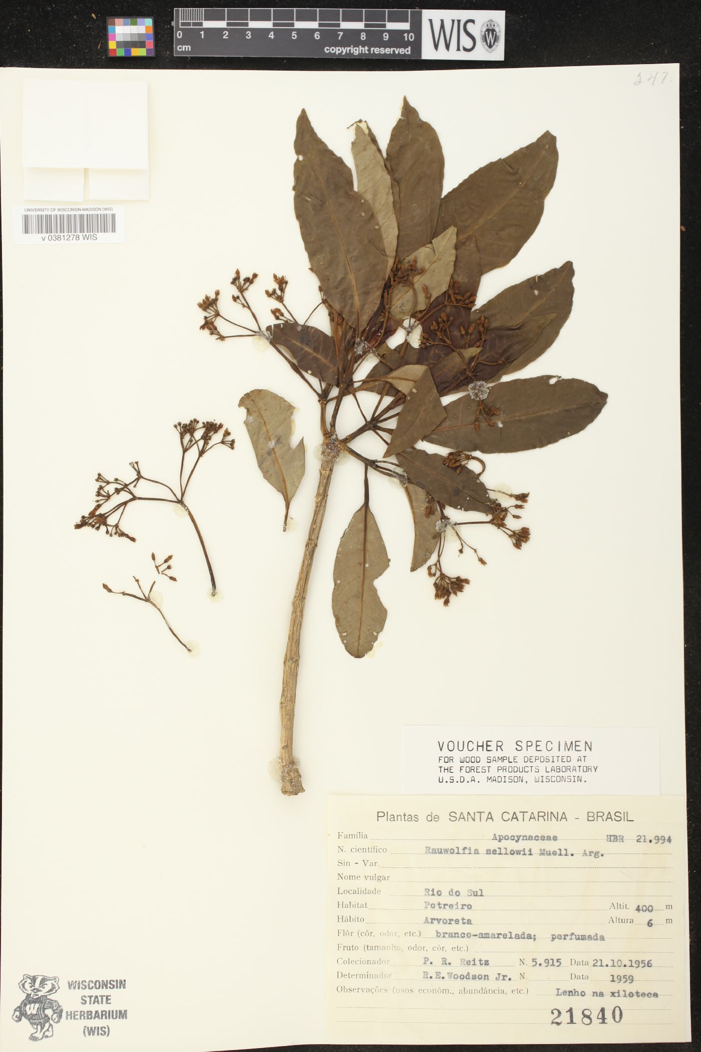 Rauvolfia sellowii image