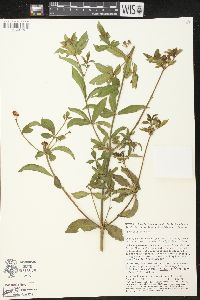 Rauvolfia tetraphylla image