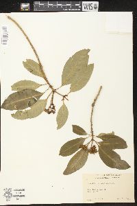Rauvolfia sandwicensis image