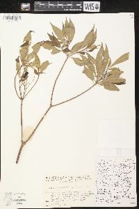 Image of Rauvolfia verticillata