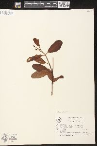 Rhabdadenia biflora image