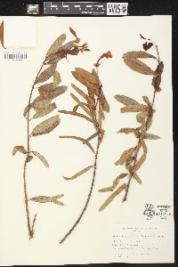 Rhabdadenia biflora image