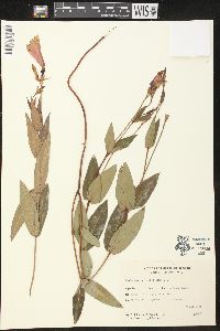 Rhabdadenia pohlii image