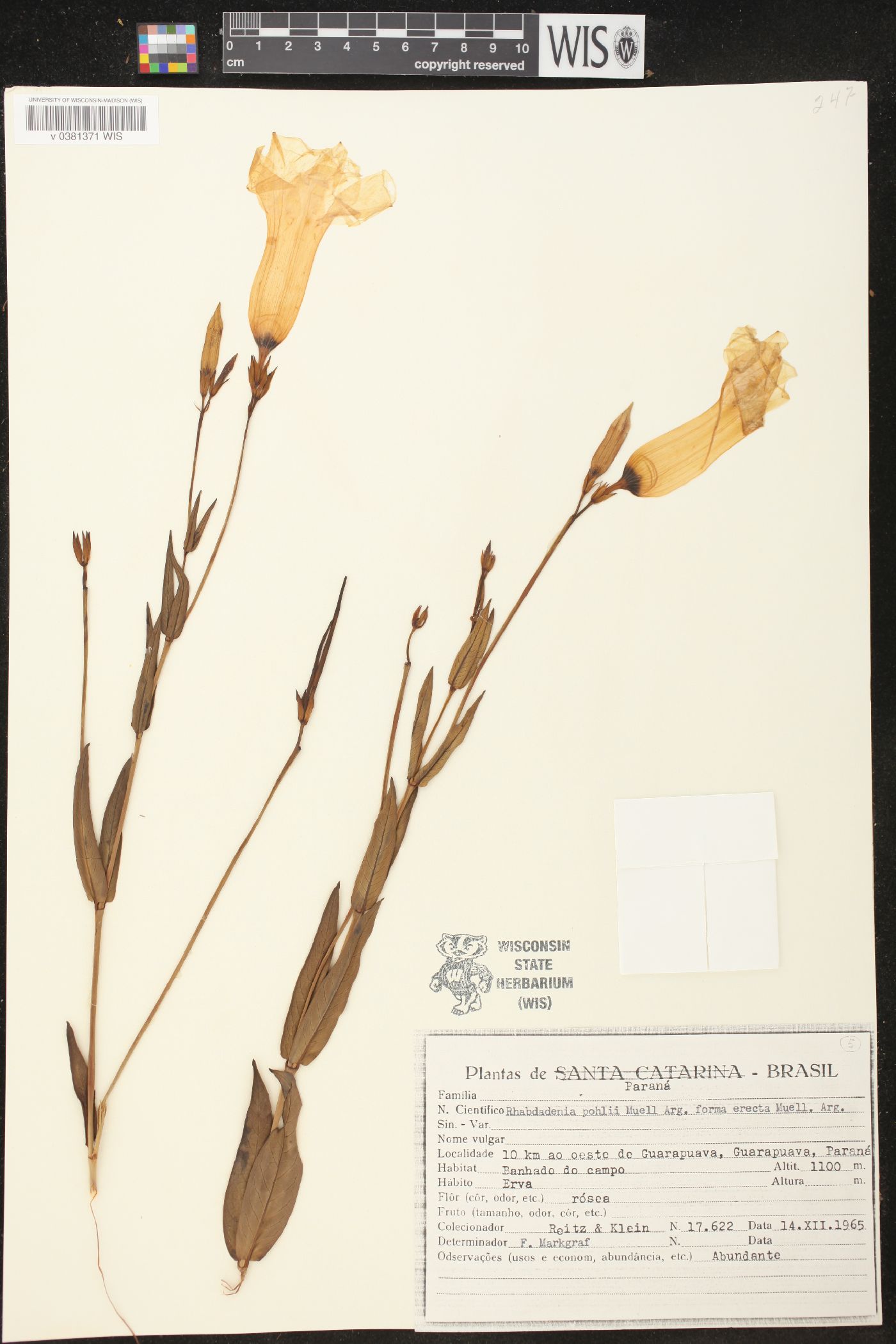 Rhabdadenia pohlii image
